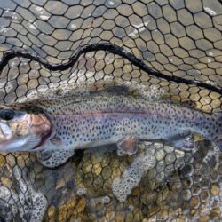 スプーン中心の釣果